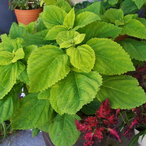 Giant Exhibition Limelight Coleus Seed