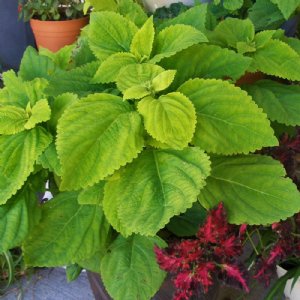 Giant Exhibition Limelight Coleus Seed