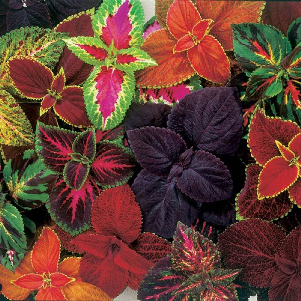 Giant Exhibition Mix Coleus Seed