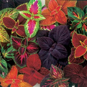 Giant Exhibition Mix Coleus Seed