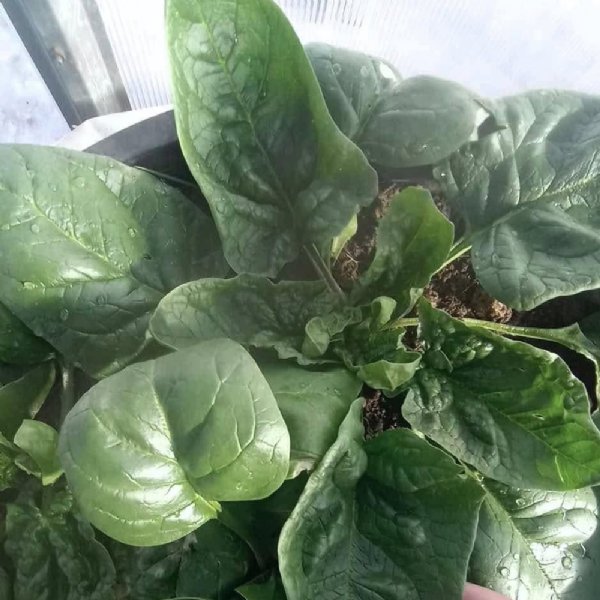 Giant Noble Spinach Seed