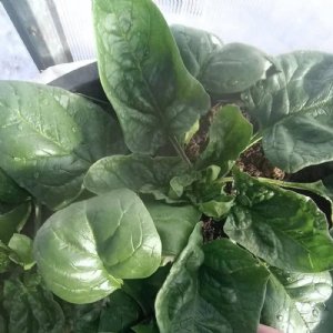 Giant Noble Spinach Seed