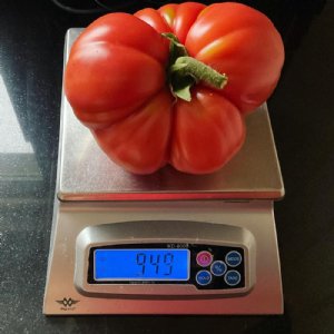 Giant Red Beefsteak Tomato Seeds