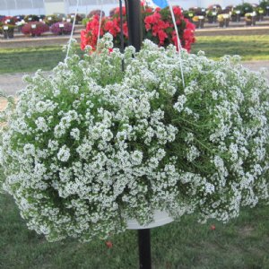 Giga White Alyssum Seed