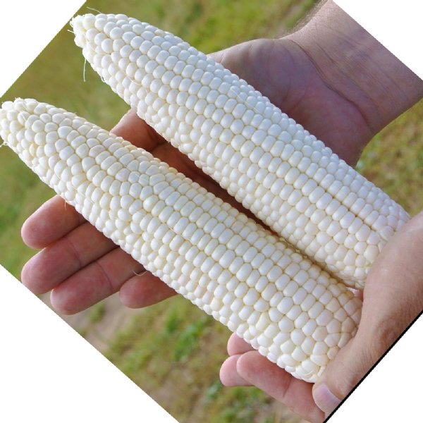 Glacial Sweet Corn Seed