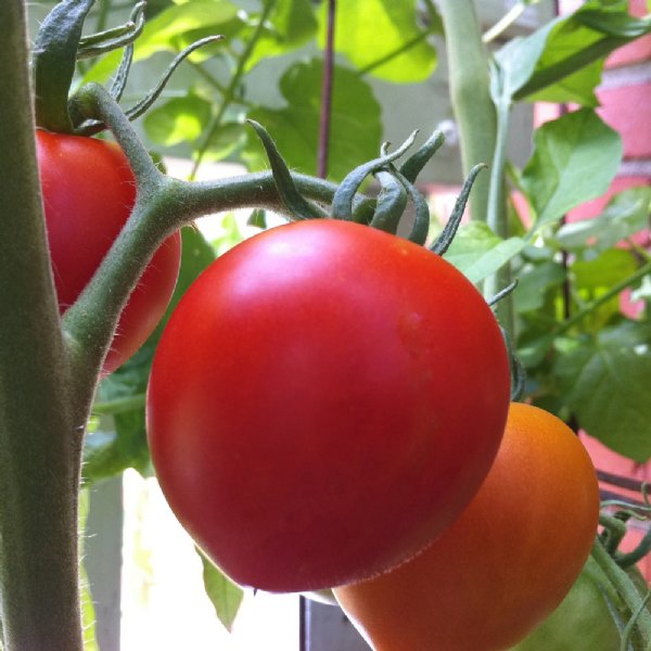 Glacier Tomato Seeds