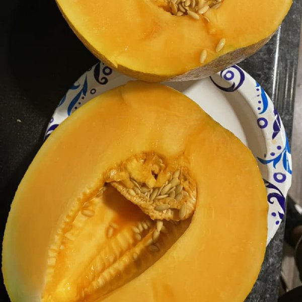 Goddess Cantaloupe Seeds