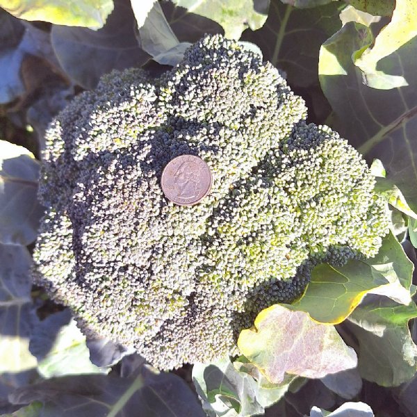 Godzilla Broccoli Seed