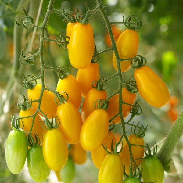 Gold Spark Tomato Seeds