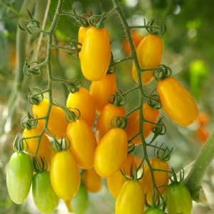 Gold Spark Tomato Seeds