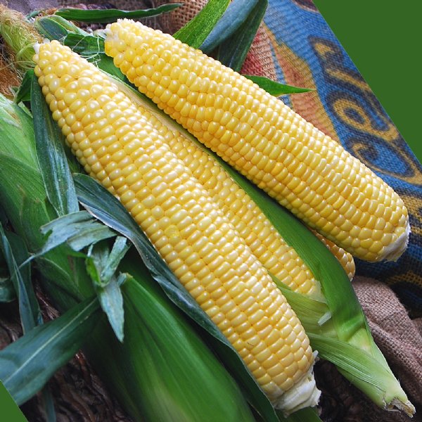 Gold Standard Sweet Corn Seed