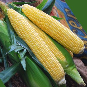 Gold Standard Sweet Corn Seed