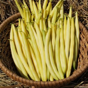 Gold Mine Wax Bean Seed