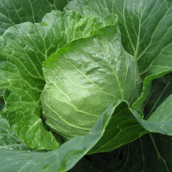 Golden Acre Cabbage Seed