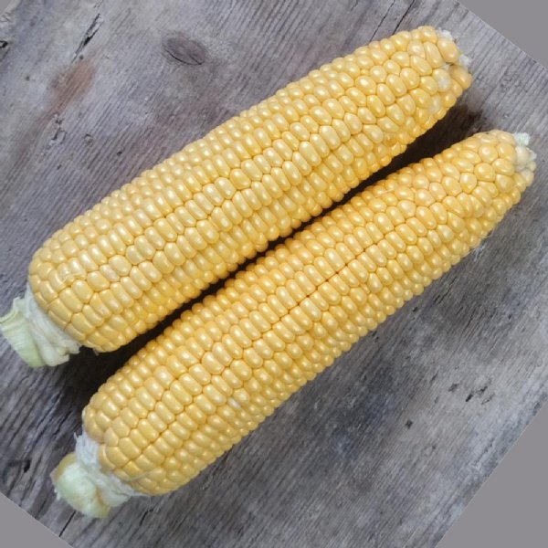 Golden Bantam Sweet Corn Seed