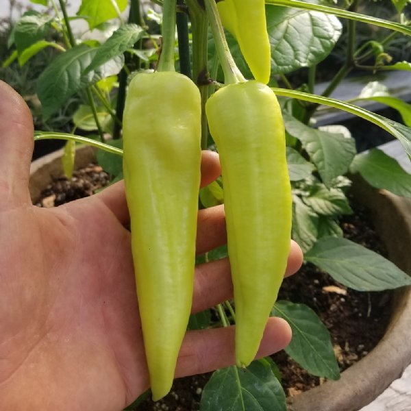 Golden Dagger Pepper Seed