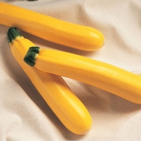 Golden Delight Zucchini Squash Seed