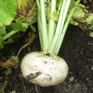 Golden Globe Turnip Seed