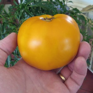 Golden Jubilee Tomato Seeds