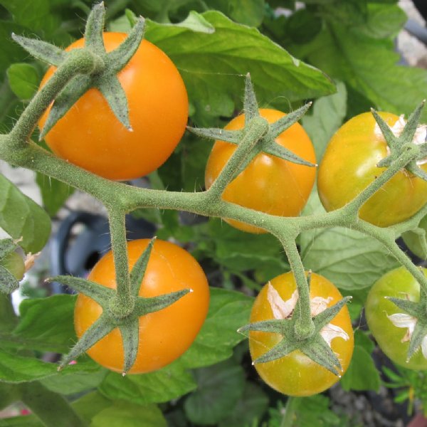 Golden Nugget Tomato Seeds