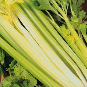 Golden Self Blanching Celery Seed