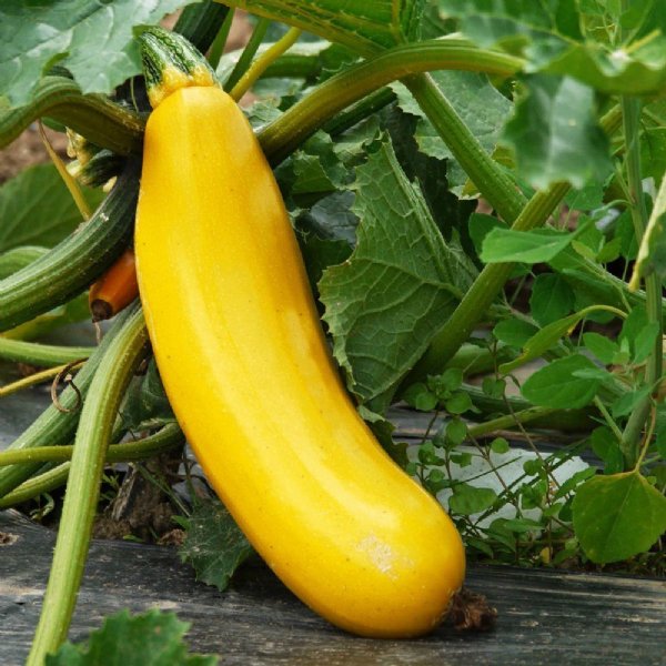 Golden Zucchini Squash Seed