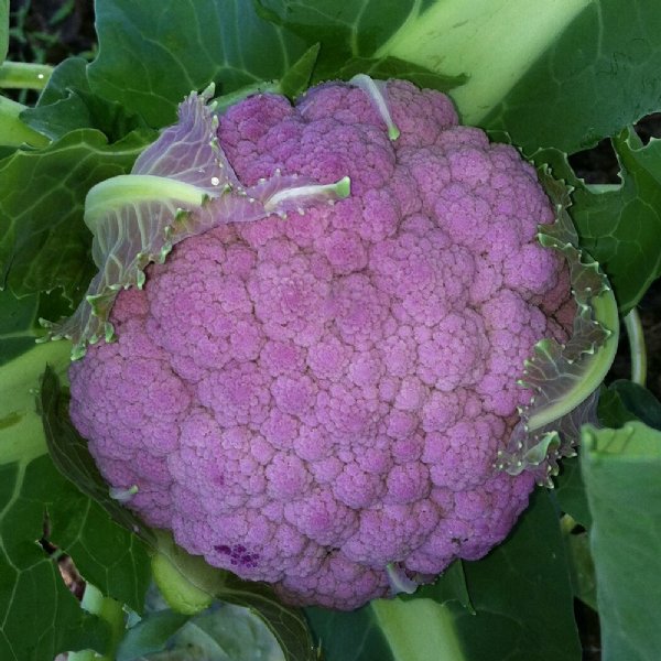 Graffiti Cauliflower Seed