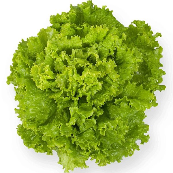 Grand Rapids Lettuce Seed