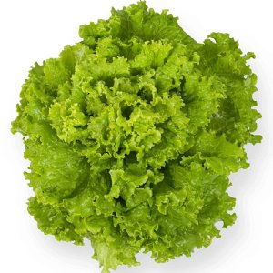 Grand Rapids Lettuce Seed