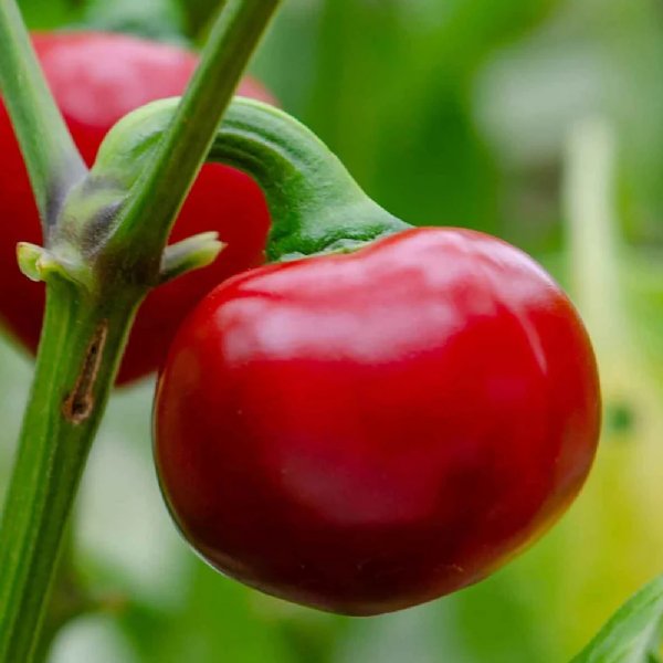 Grandi Red Cherry Hot Pepper Seed