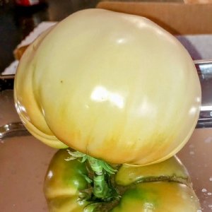 Great White Tomato Seeds