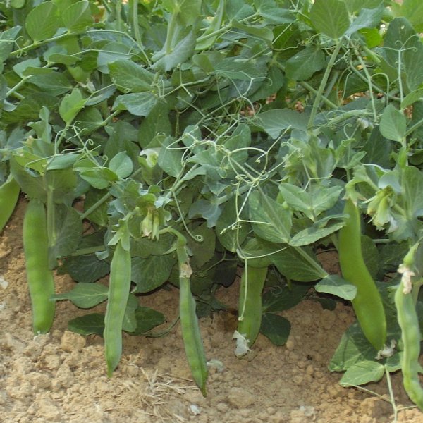 Green Arrow Pea Seed