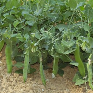 Green Arrow Pea Seed