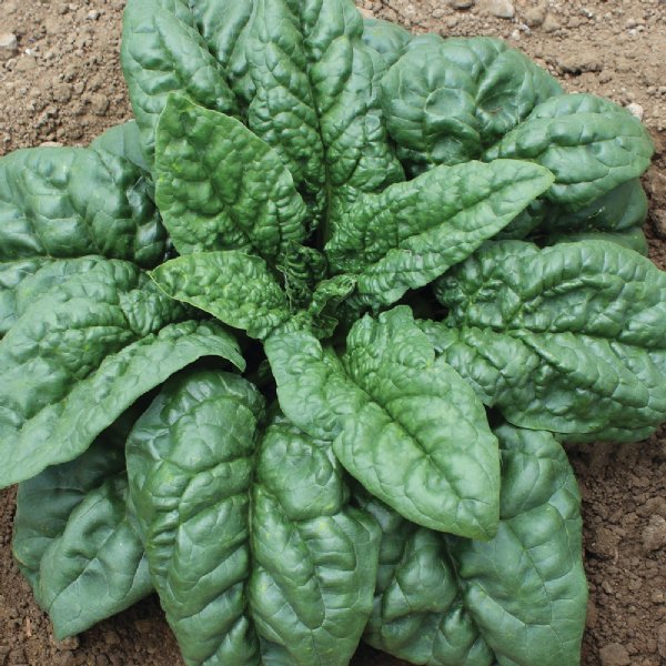 Green Beret Spinach Seed