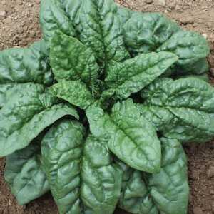 Green Beret Spinach Seed