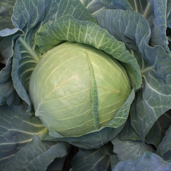 Green Boy Cabbage Seed