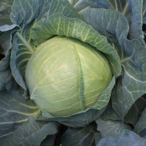 Green Boy Cabbage Seed