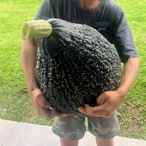 Green Hubbard Squash Seed