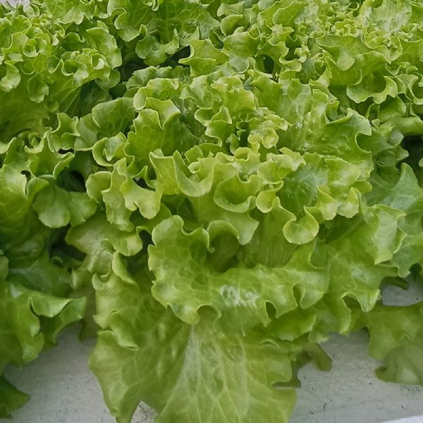 Green Ice Lettuce Seed