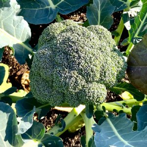 Green Magic Broccoli Seed