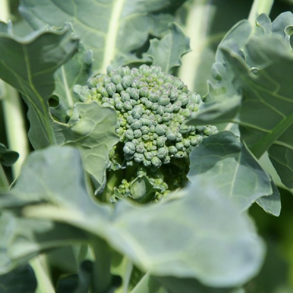 Green Sprouting Broccoli Seed