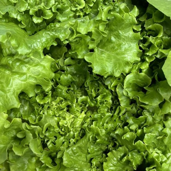 Green Tiger Lettuce Seed