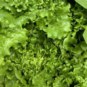 Green Tiger Lettuce Seed