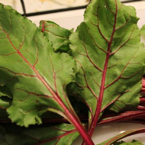 Green Top Bunching Beet Seed