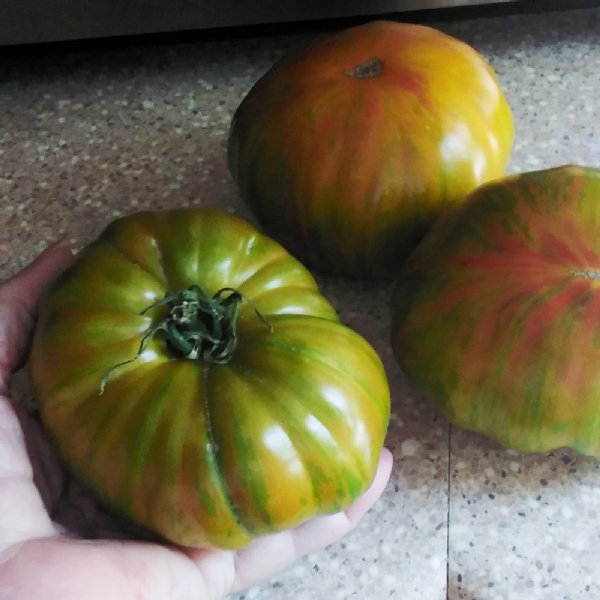 Green Zebra Tomato Seeds