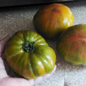 Green Zebra Tomato Seeds