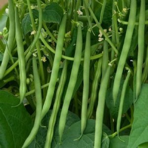 Greencrop Bean Seed