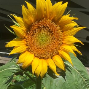 Grey Striped Mammoth Sunflower Seeds