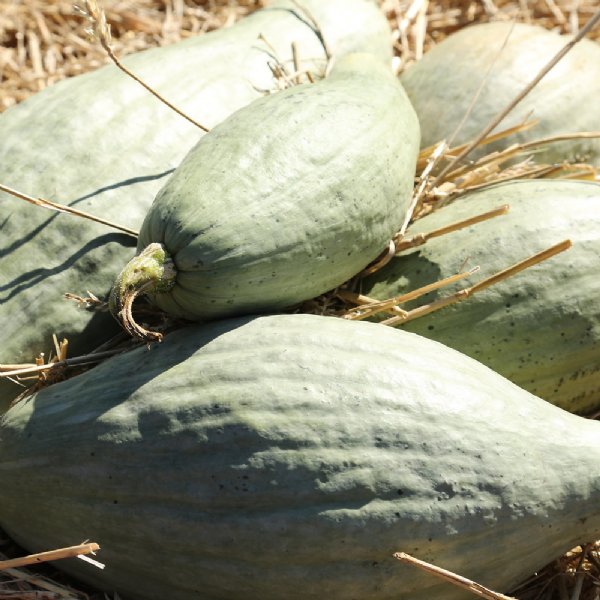 Guatemalan Blue Squash Seed