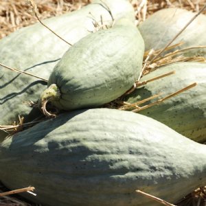 Guatemalan Blue Squash Seed